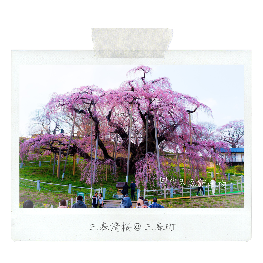 001_001_三春滝桜