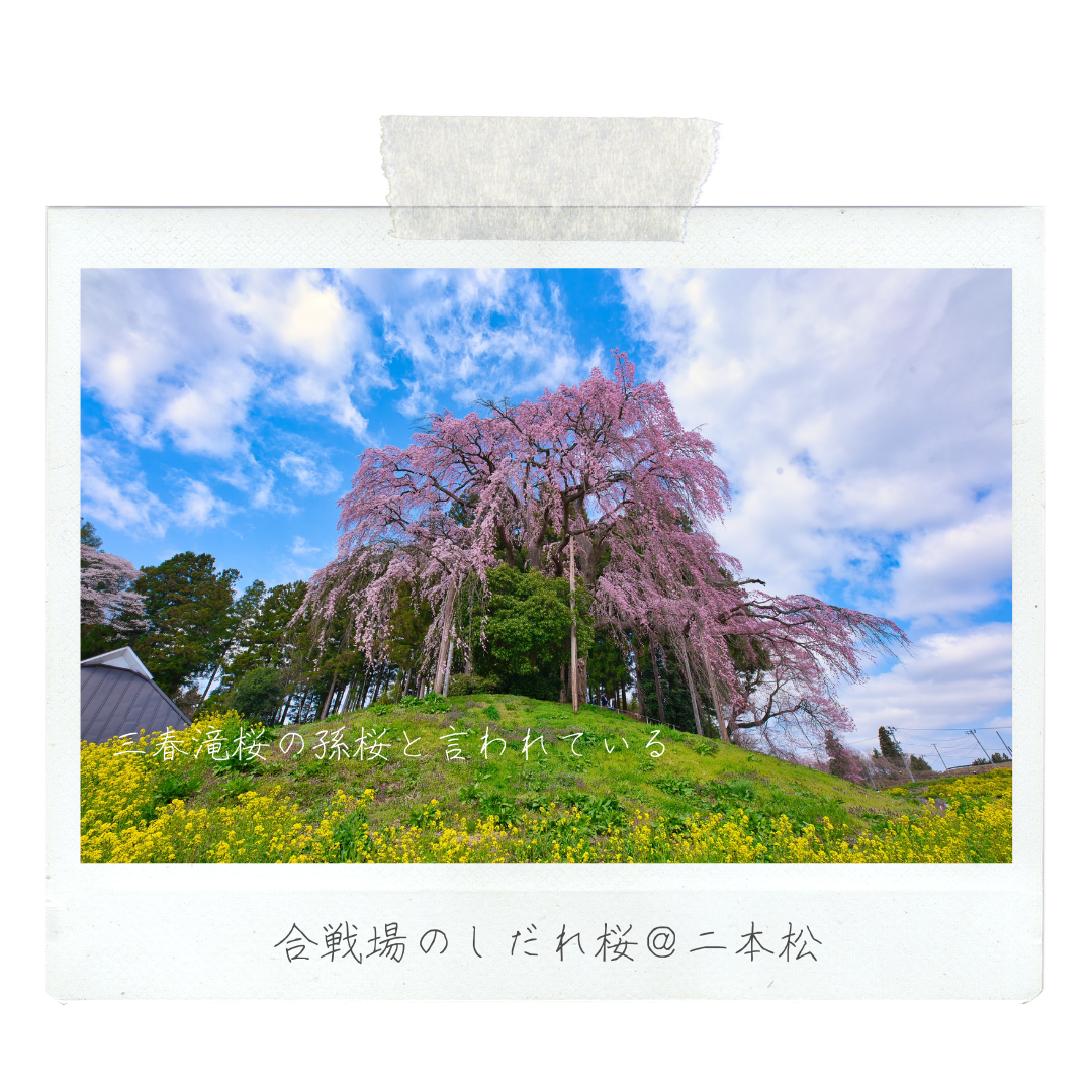 004_合戦場のしだれ桜