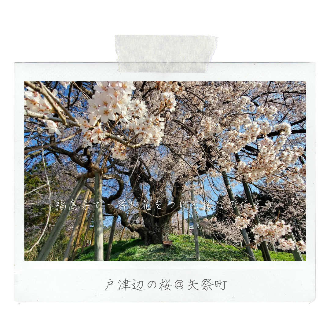 012_戸津辺の桜