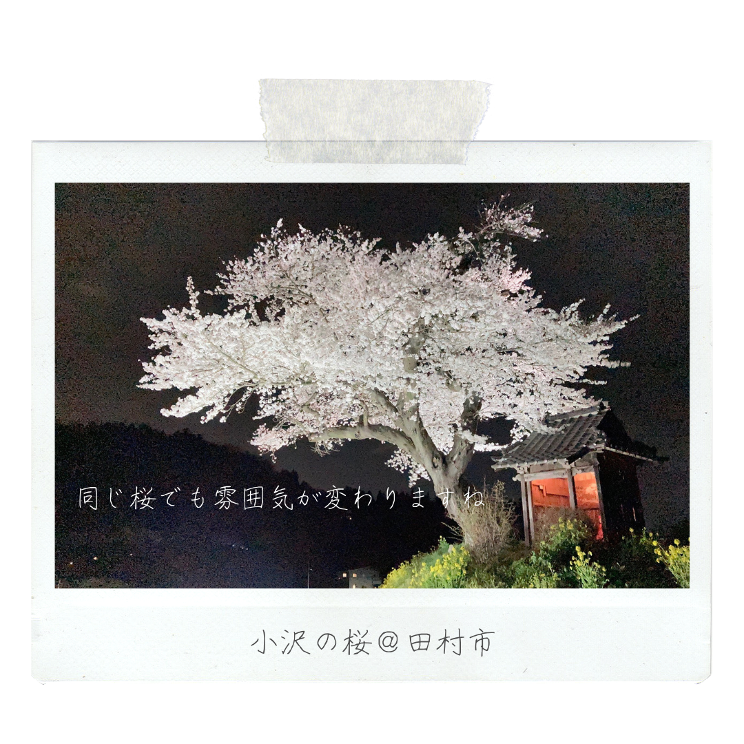 022_002_小沢の桜