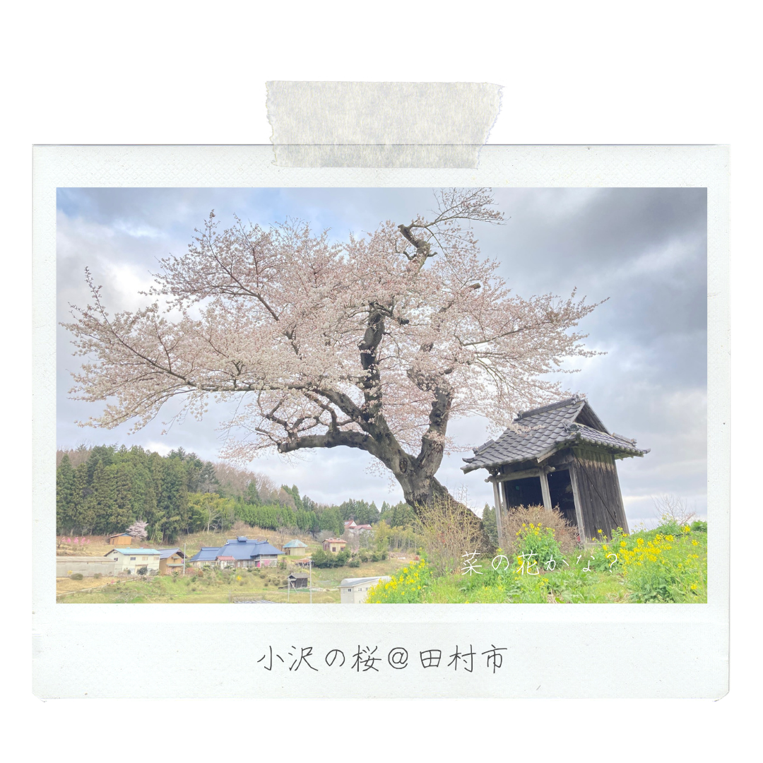 022_001_小沢の桜