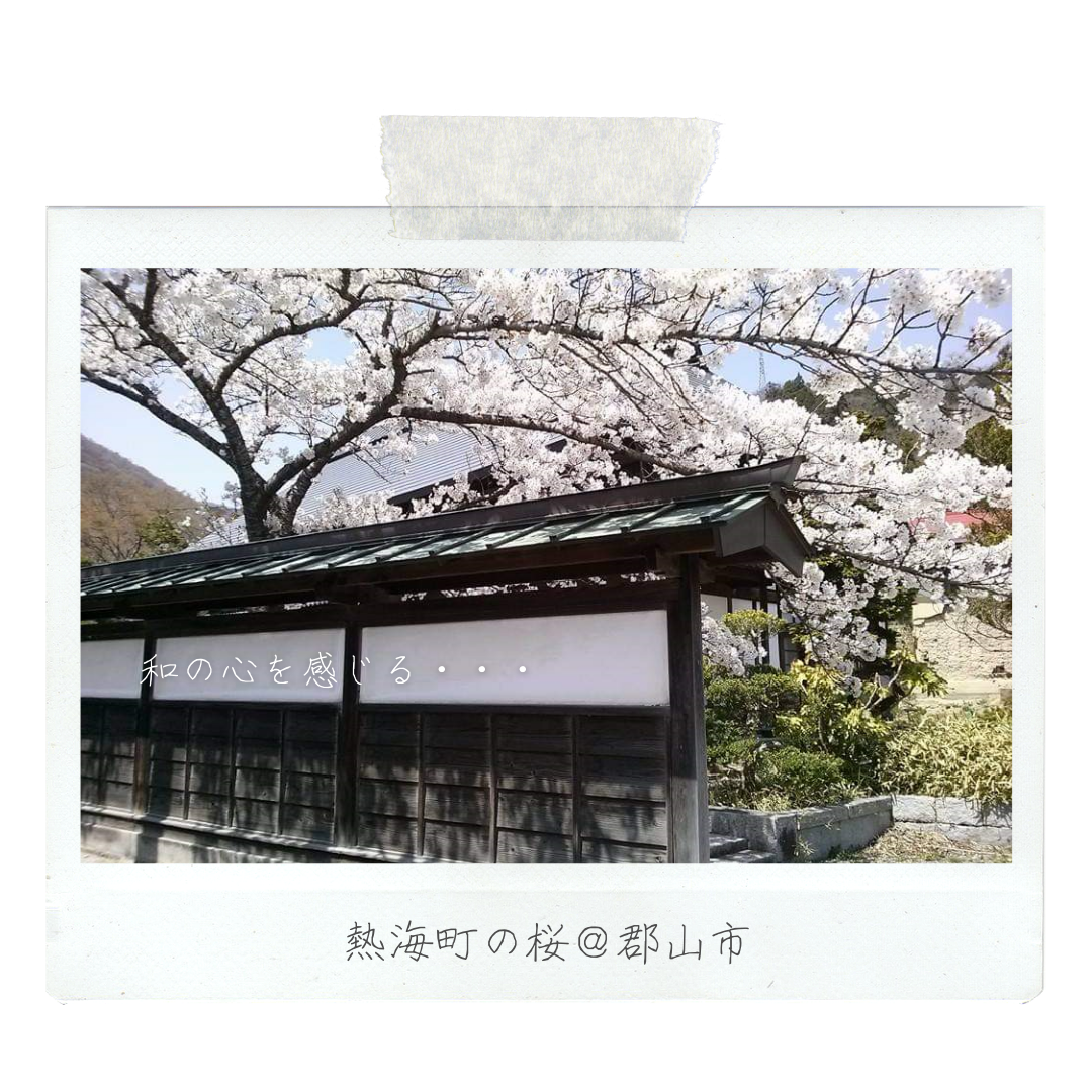 024_熱海町の桜